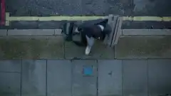 Олененок 1 сезон 5 серия